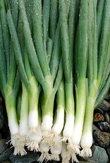 High Mowing Seed HM Parade Bunching Onion  100 SEEDS
