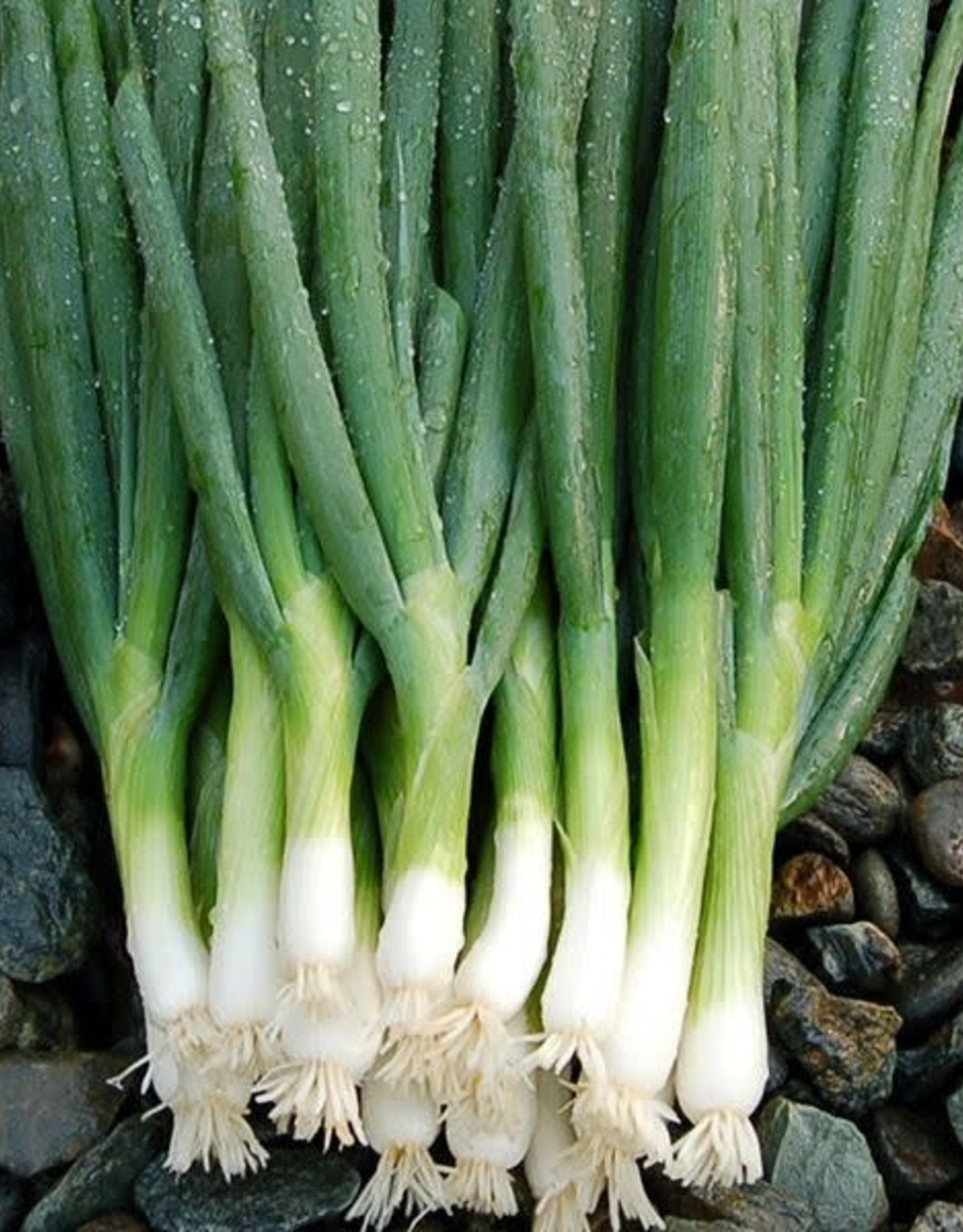 High Mowing Seed HM Parade Bunching Onion  100 SEEDS