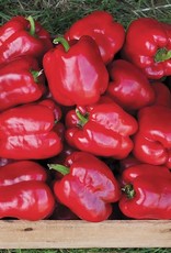 High Mowing Seed HM King of the North Pepper: 1/64 OZ
