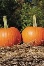 High Mowing Seed HM Baby Pam Pumpkin: 1/8 OZ