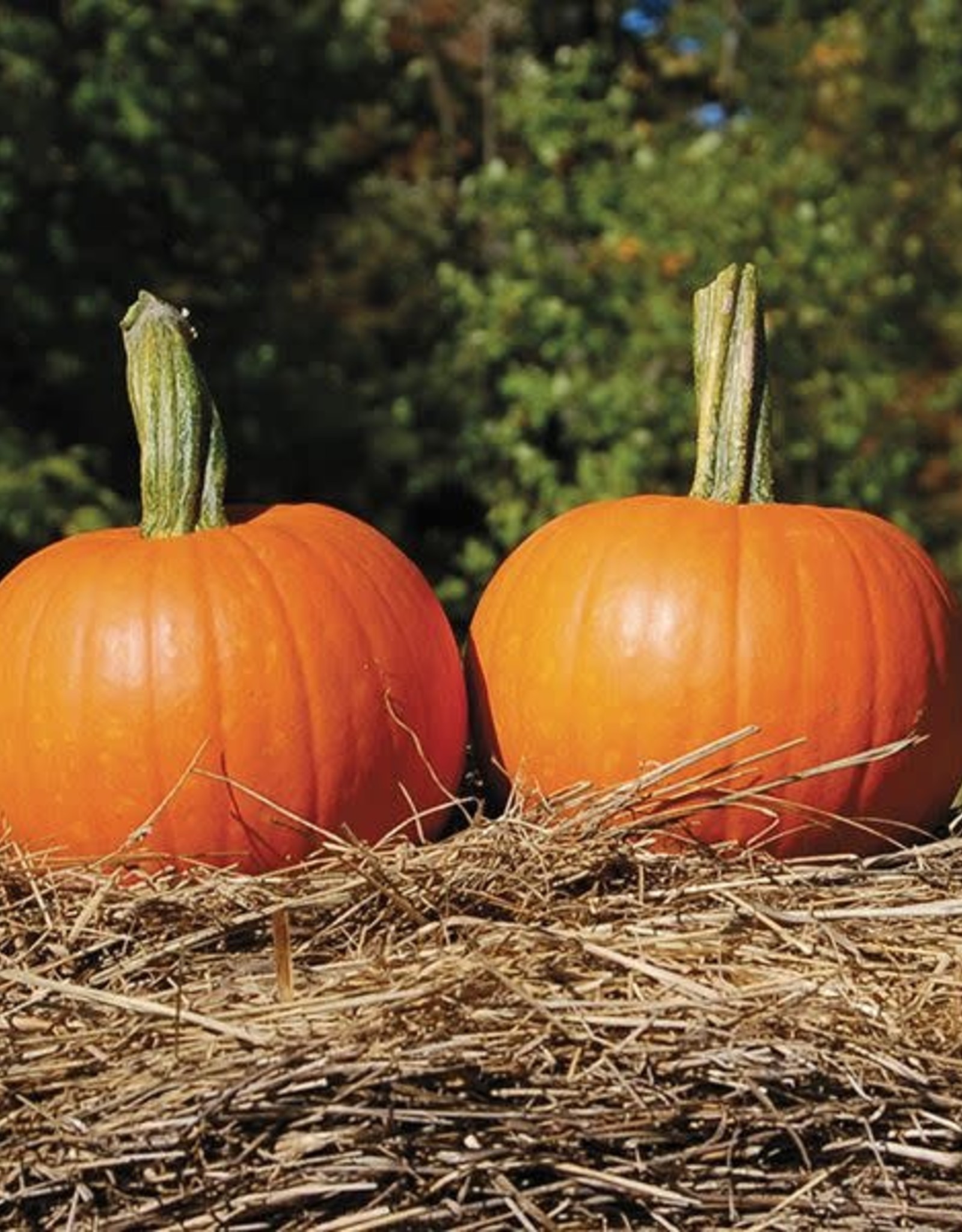 High Mowing Seed HM Baby Pam Pumpkin: 1/8 OZ
