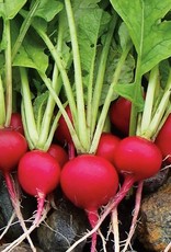 High Mowing Seed HM Cherry Belle Radish  1/16 OZ