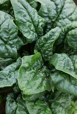 High Mowing Seed HM Abundant Bloomsdale Spinach: 100 SEEDS