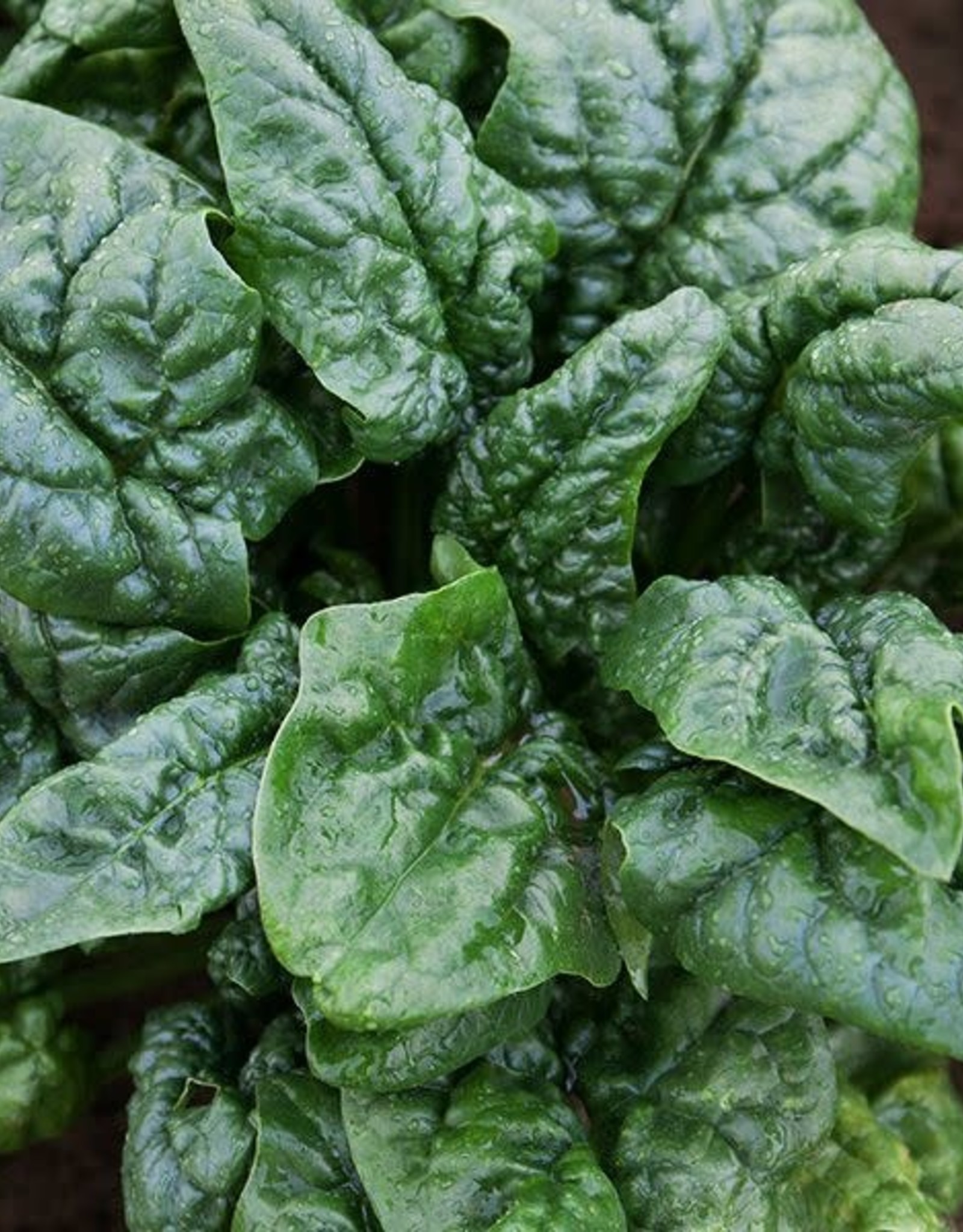 High Mowing Seed HM Abundant Bloomsdale Spinach: 100 SEEDS