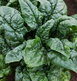 High Mowing Seed HM Abundant Bloomsdale Spinach: 100 SEEDS