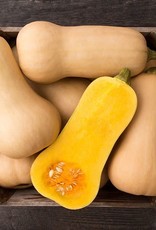 High Mowing Seed HM Waltham Butternut Squash  1/8 OZ