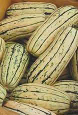 High Mowing Seed HM Delicata Squash: 1/8 OZ