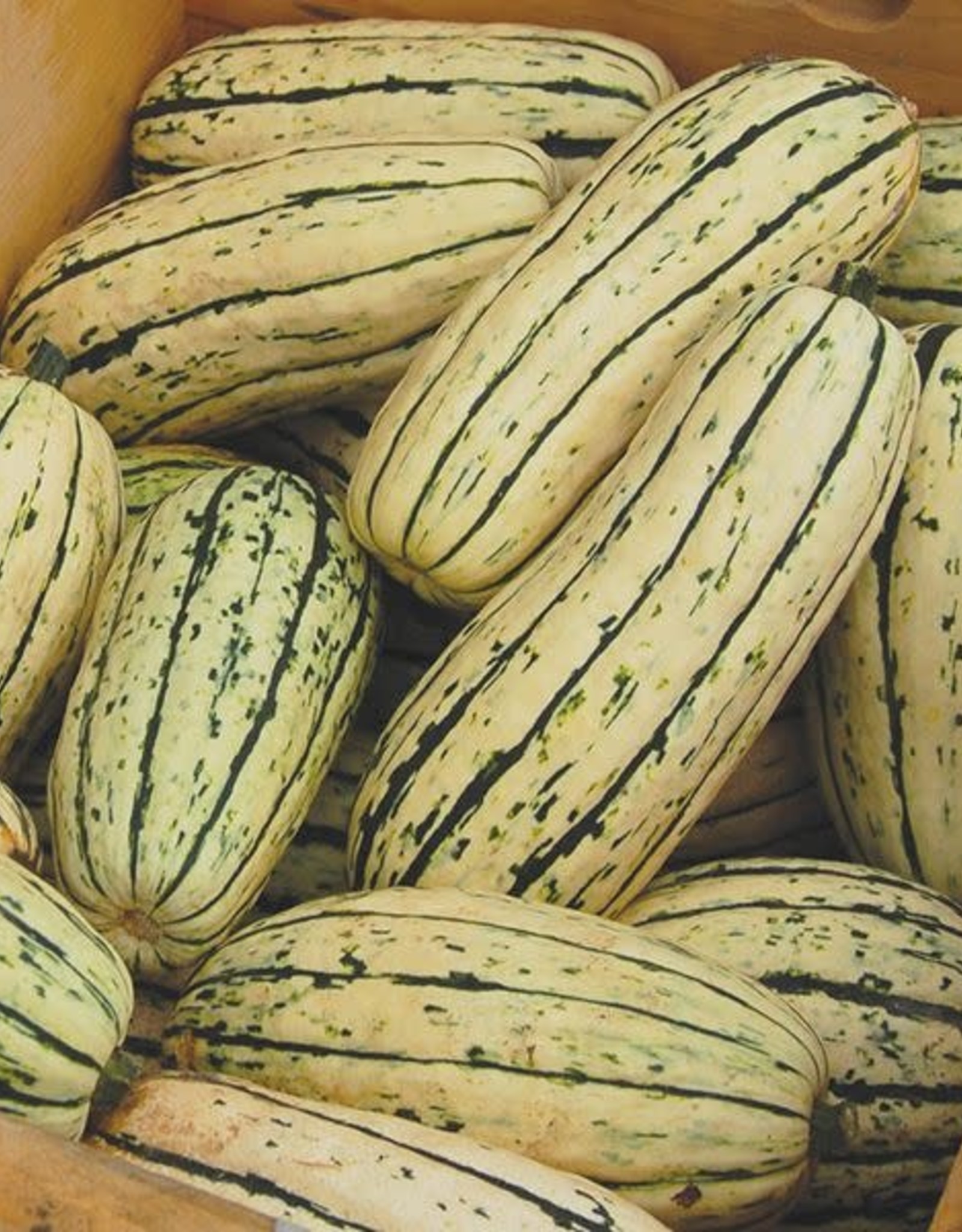 High Mowing Seed HM Delicata Squash: 1/8 OZ