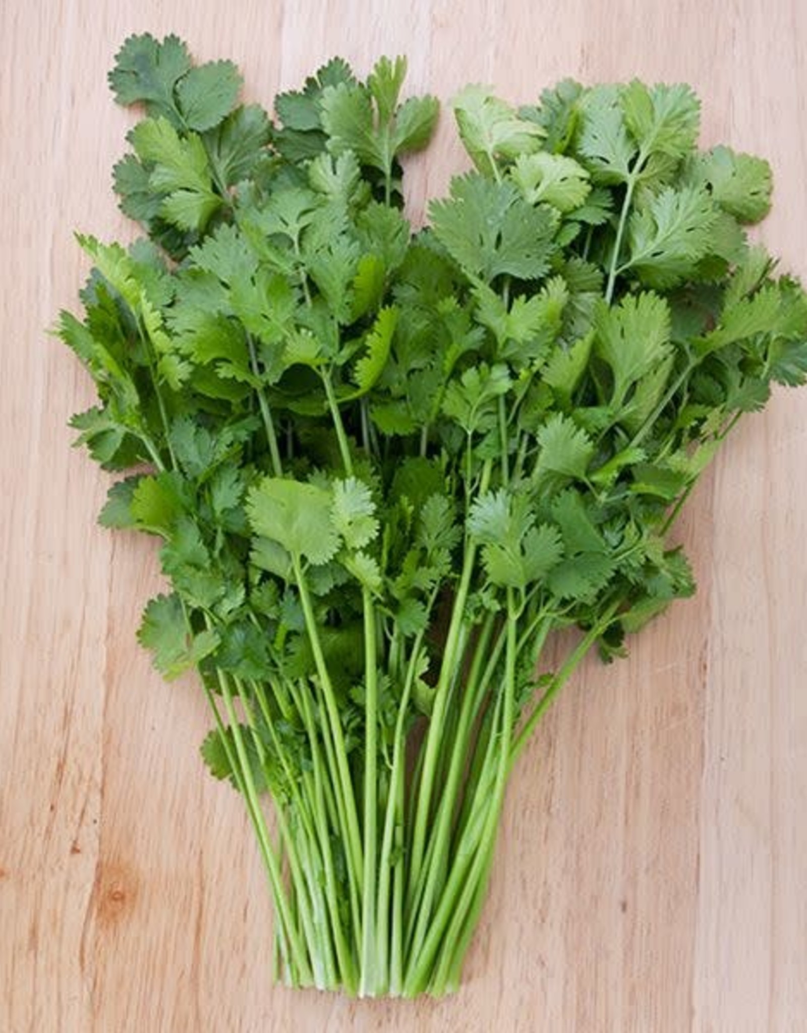 High Mowing Seed HM Santo Cilantro  1/8 OZ