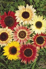 High Mowing Seed HM Evening Colors Sunflower  1/16 OZ