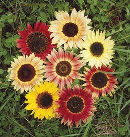 High Mowing Seed HM Evening Colors Sunflower: 1/16 OZ