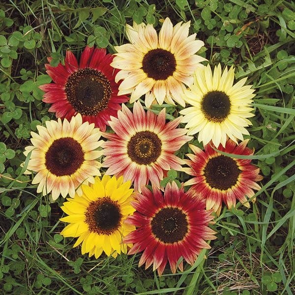 16+ Multi Colored Sunflowers