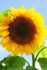 High Mowing Seed HM Mammoth Sunflower: 1/8 OZ