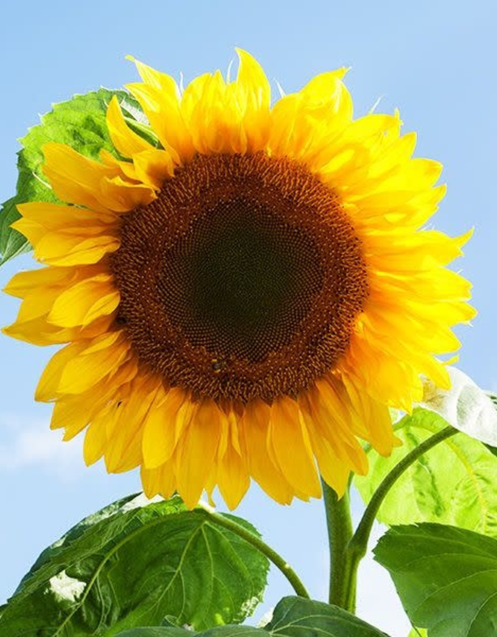 High Mowing Seed HM Mammoth Sunflower: 1/8 OZ