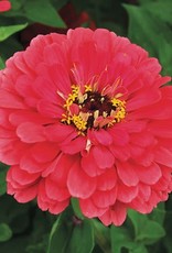High Mowing Seed HM Giant Coral Zinnia  1/32 OZ