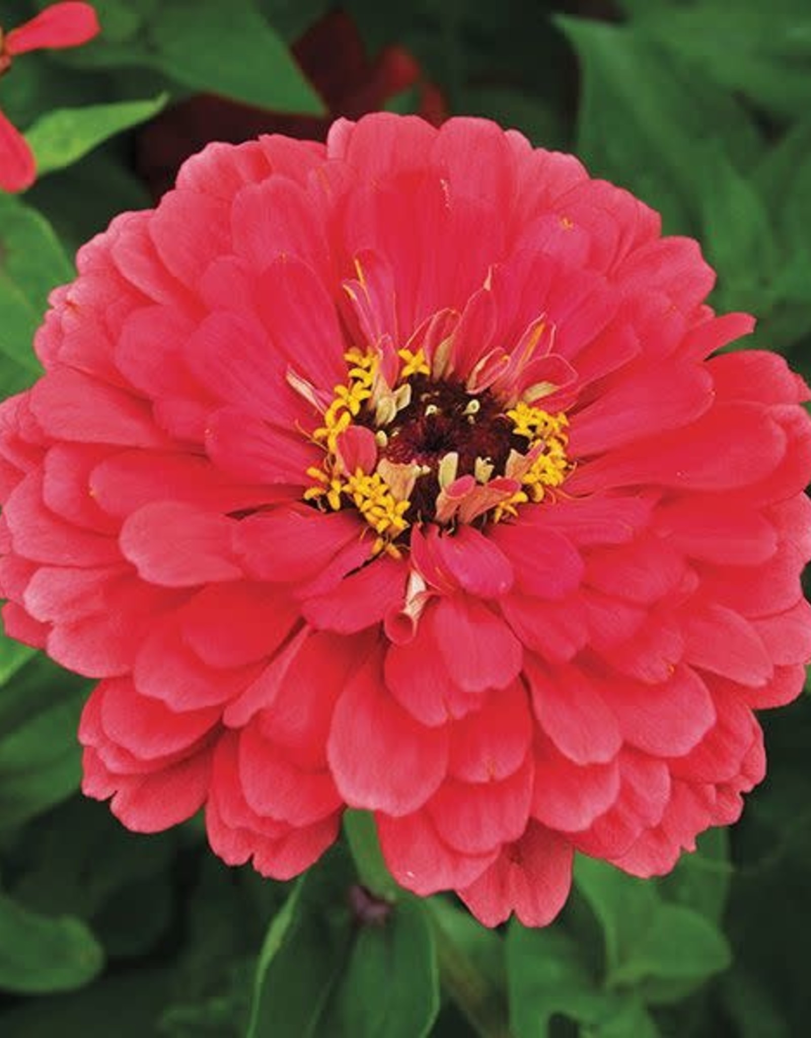 High Mowing Seed HM Giant Coral Zinnia  1/32 OZ