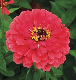High Mowing Seed HM Seed Giant Coral Zinnia: 1/32 OZ