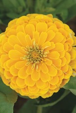 High Mowing Seed HM Golden Yellow Zinnia  1/32 OZ