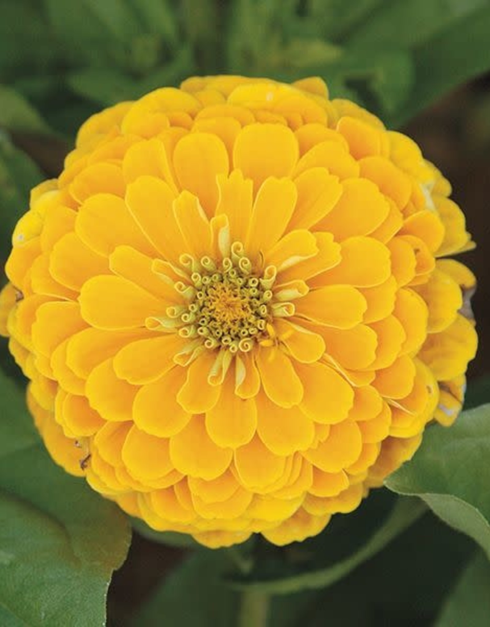 High Mowing Seed HM Golden Yellow Zinnia  1/32 OZ