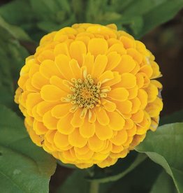 High Mowing Seed HM Golden Yellow Zinnia  1/32 OZ