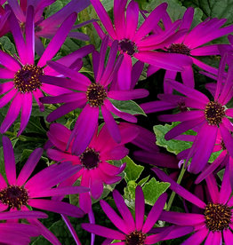 Pericallis Senetti® Radiant Purple 3.5 in