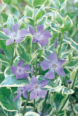Four Stars Vinca Vine 'Variegata' Proven Accents 3.5in