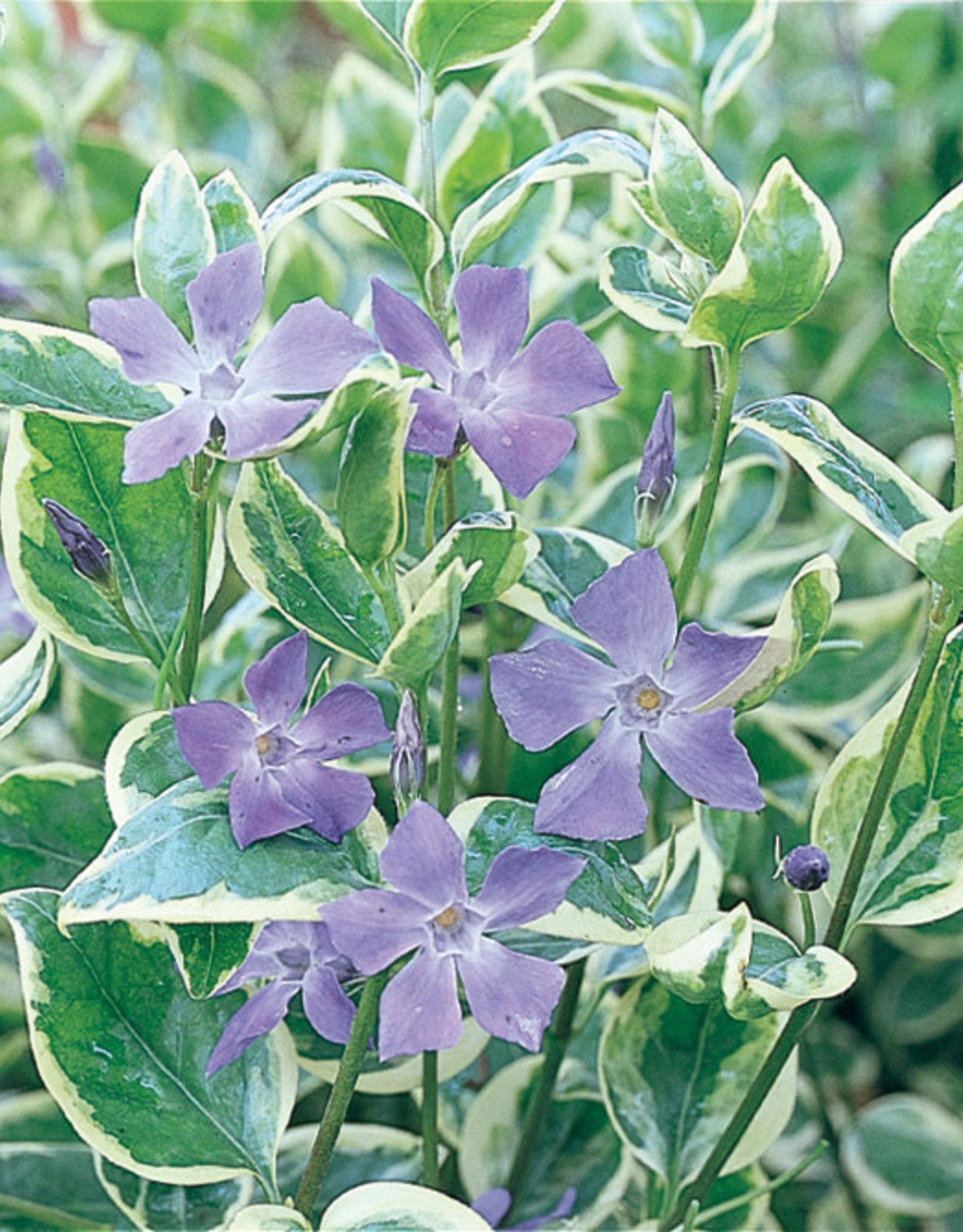 Four Stars Vinca Vine 'Variegata' Proven Accents 3.5in