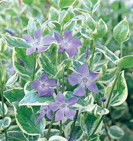 Four Stars Vinca Vine 'Variegata' Proven Accents 3.5in