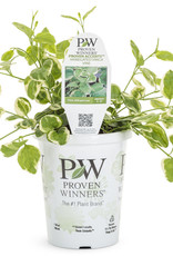Four Stars Vinca Vine 'Variegata' Proven Accents 3.5in