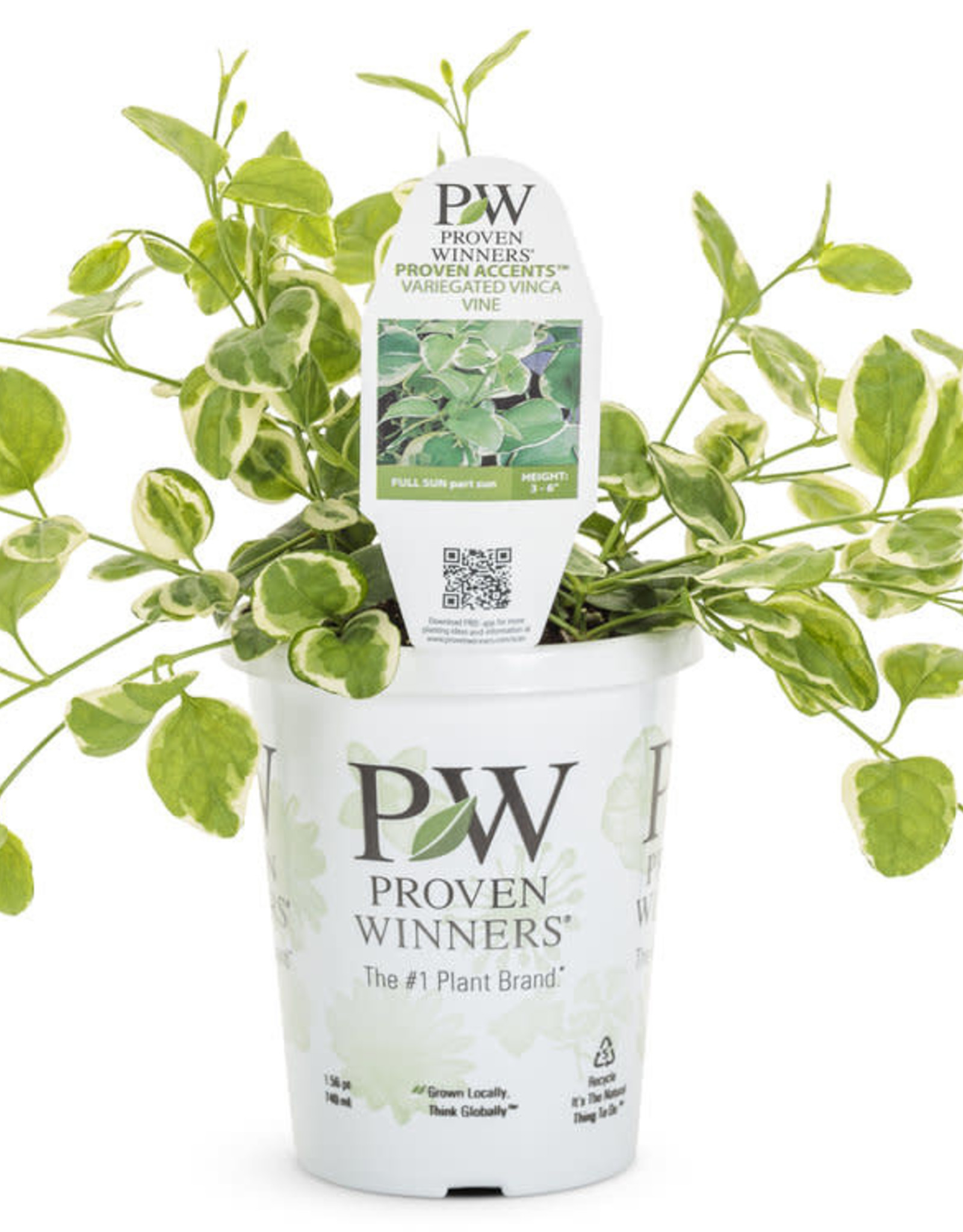 Four Stars Vinca Vine 'Variegata' Proven Accents 3.5in