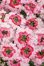 Proven Winners Verbena Superbena Sparkle Rose PW  3.5in