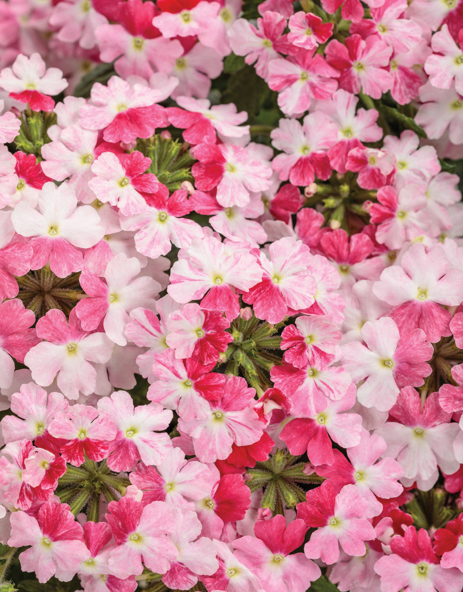 Proven Winners Verbena Superbena Sparkle Rose PW  3.5in