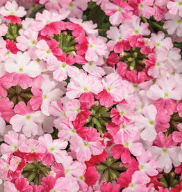 Proven Winners Verbena Superbena Sparkle Rose PW  3.5in