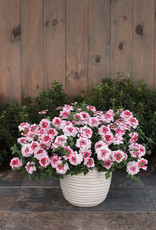 Proven Winners Verbena Superbena Sparkle Rose PW  3.5in