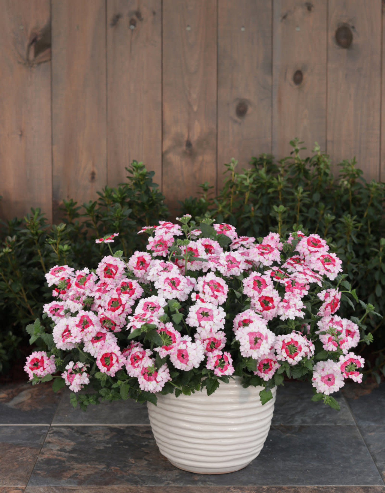 Proven Winners Verbena Superbena Sparkle Rose PW  3.5in