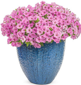 Proven Winners Petunia Supertunia® Vista Bubblegum PW 3.5in