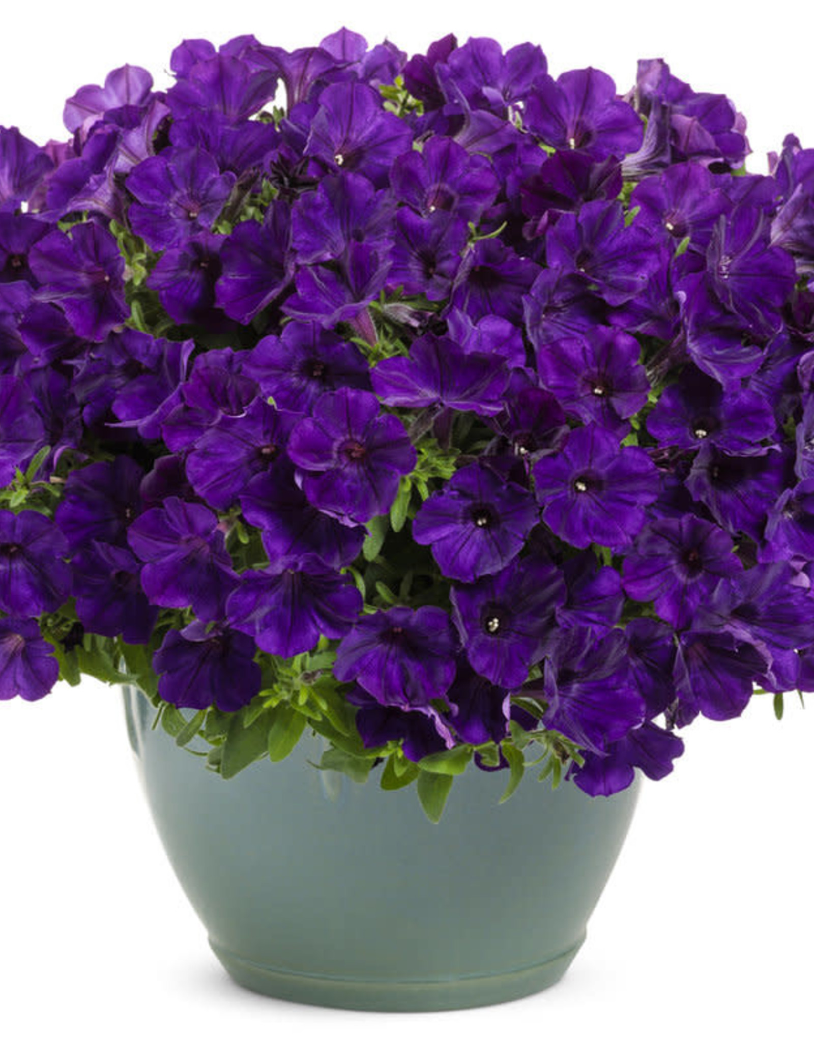 Proven Winners Petunia Supertunia Royal Velvet PW 3.5in