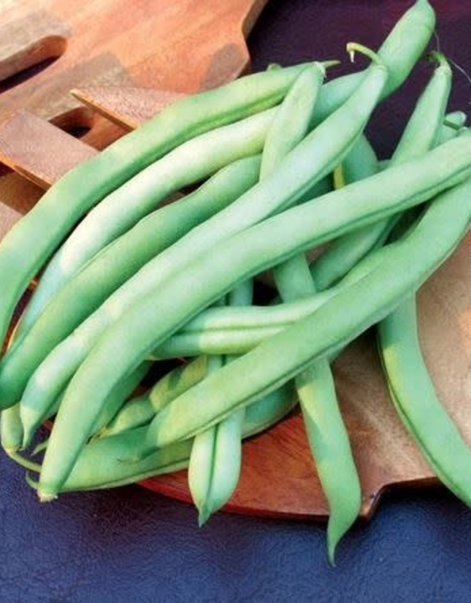Territorial Seed Company BEAN BLUE LAKE POLE 1 ounce