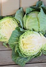 Territorial Seed Company CABBAGE QUICK START 1/2 gram