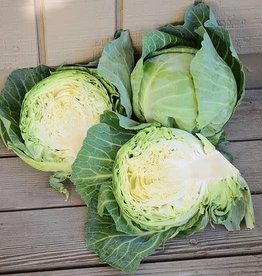 Territorial Seed Company CABBAGE QUICK START 1/2 gram