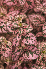 Four Stars Hypoestes- Hippo Rose Proven Accents 3.5 in