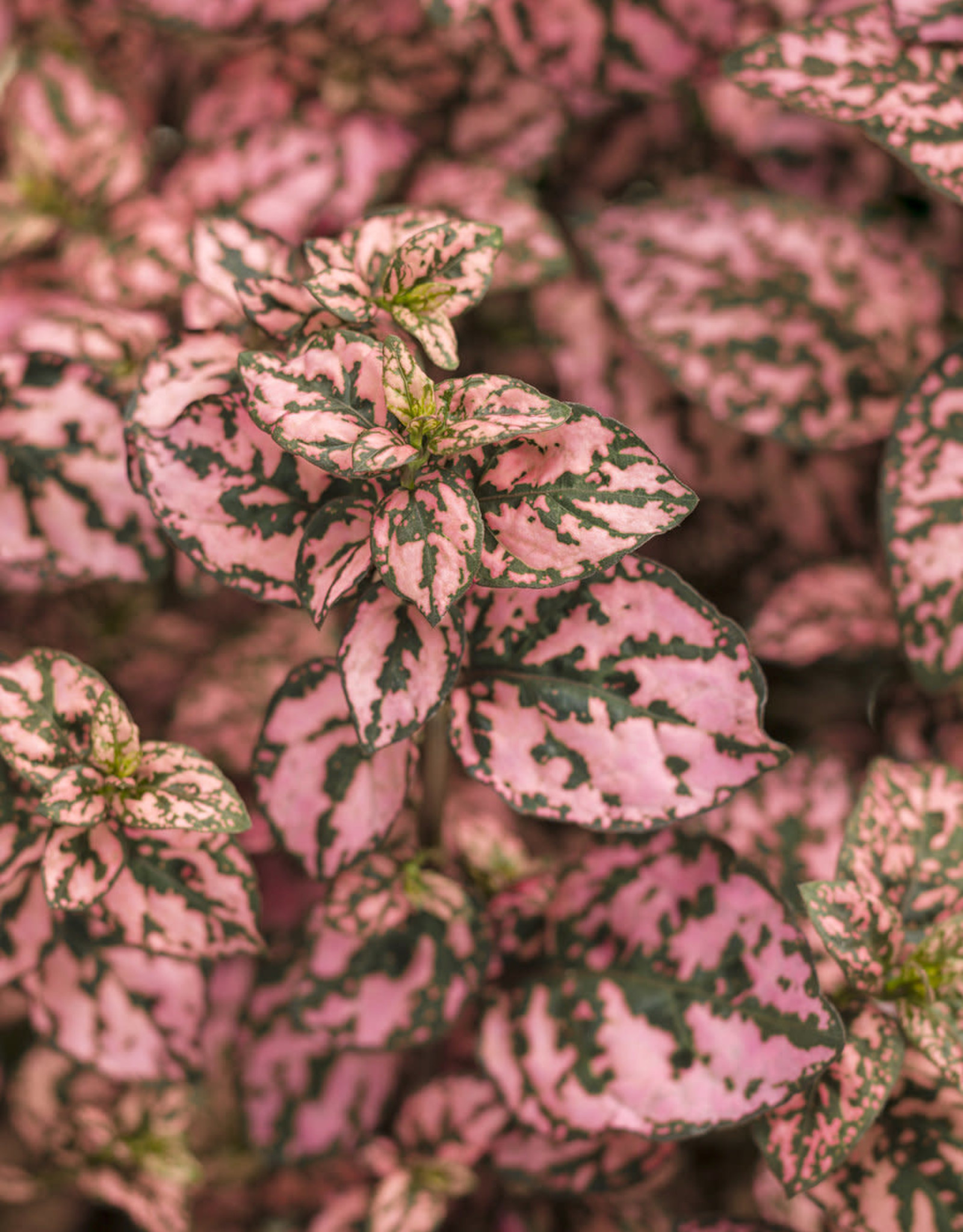 Four Stars Hypoestes- Hippo Rose Proven Accents 3.5 in