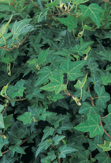 Hedera Helix Patricia PW 4in