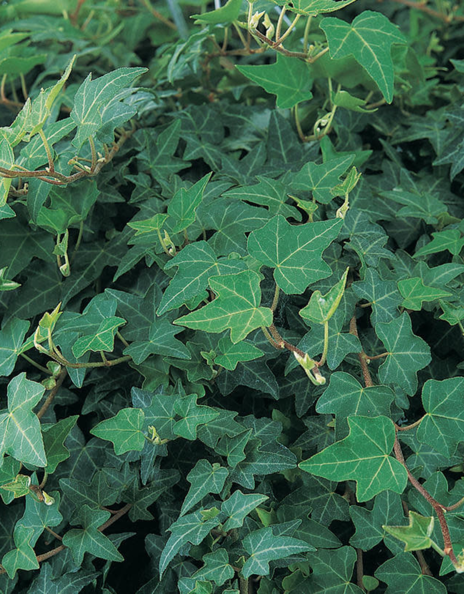 Hedera Helix Patricia PW 4in