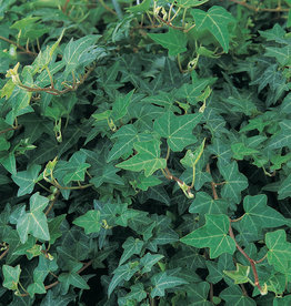 Hedera Helix Patricia PW 4in