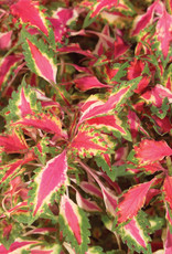 Coleus Pink Chaos 3.5 in