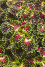 Coleus ColorBlaze® Strawberry Drop 3.5 in