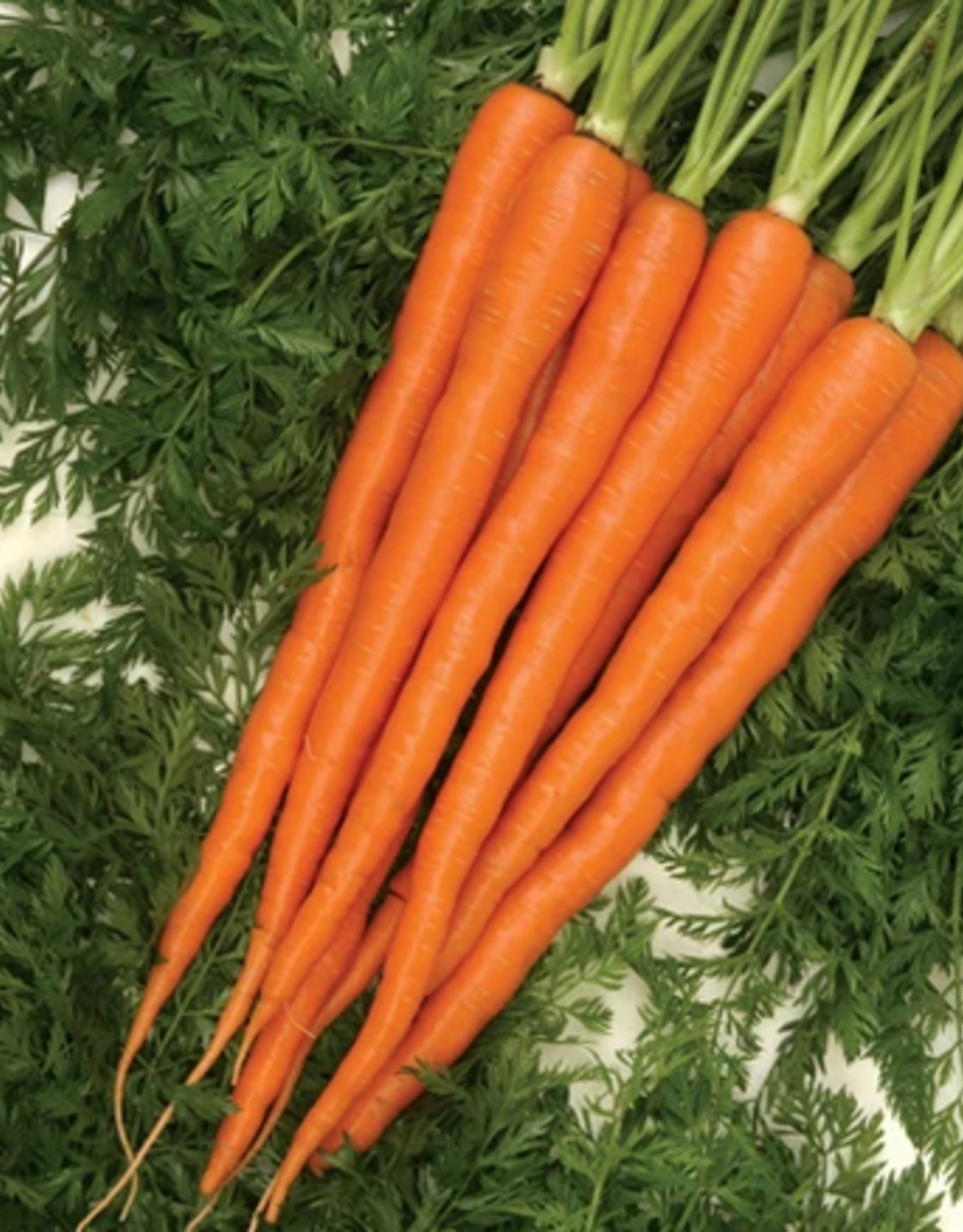 Territorial Seed Company CARROT SUGARSNAX 54 1 gram