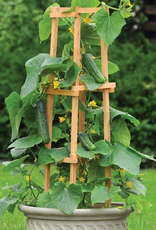 Territorial Seed Company CUCUMBER PATIO SNACKER 20 seeds