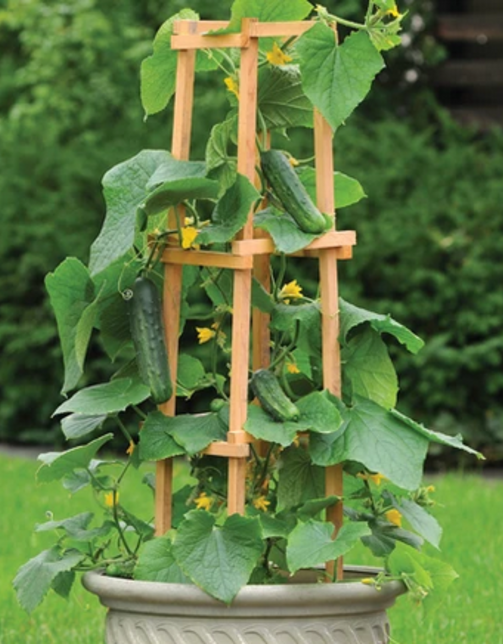 Territorial Seed Company CUCUMBER PATIO SNACKER 20 seeds